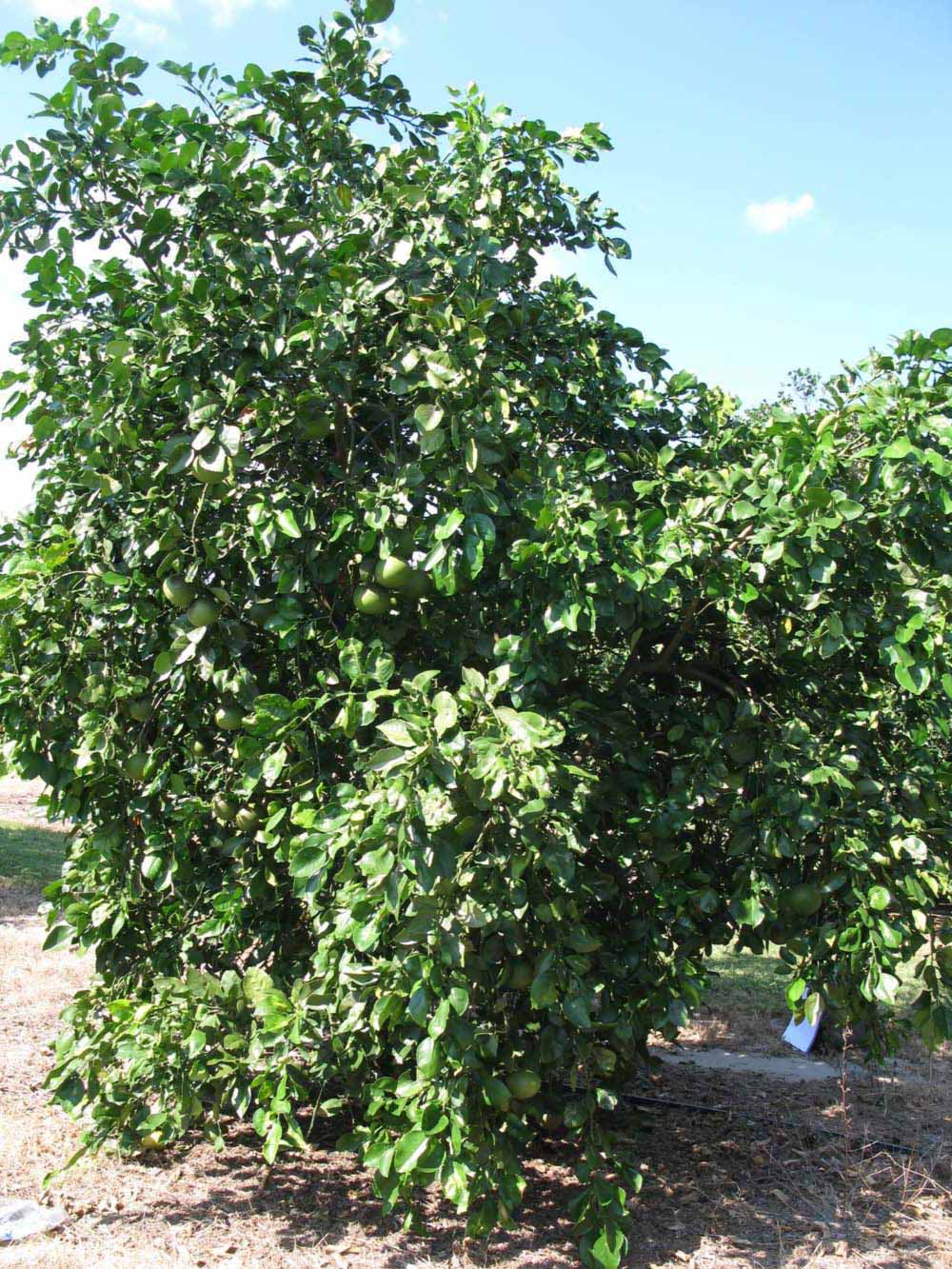            Habit (Winter Haven, FL)   